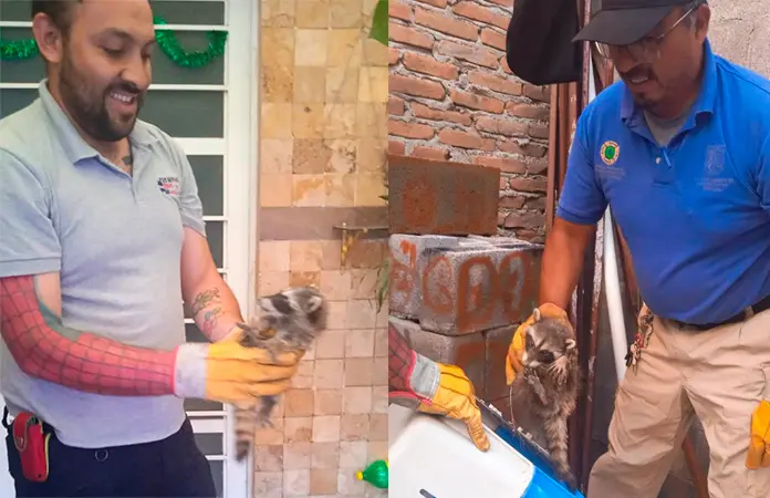 Rescatan a un par de mapaches de viviendas