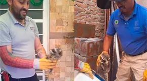 Rescatan a un par de mapaches de viviendas