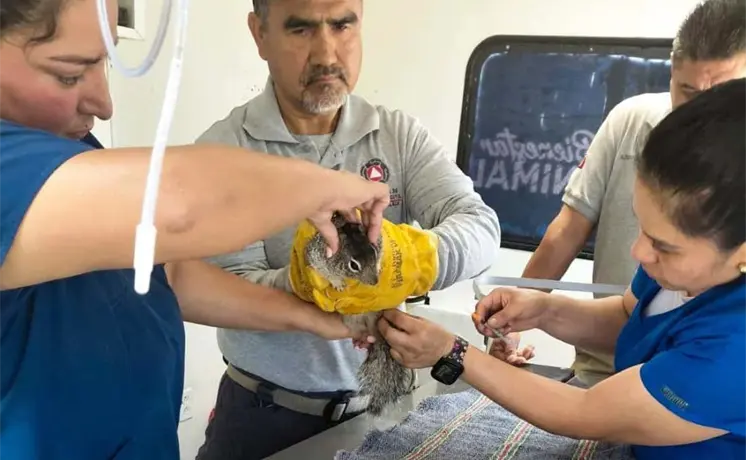 Rescatan a una ardilla lesionada en vivienda del poniente Rescatan a una ardilla lesionada en vivienda del poniente
