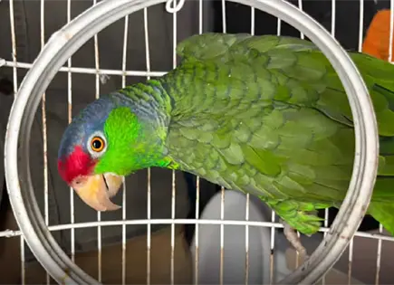 Asegura Profepa loros en peligro de extinci&oacute;n en SLP