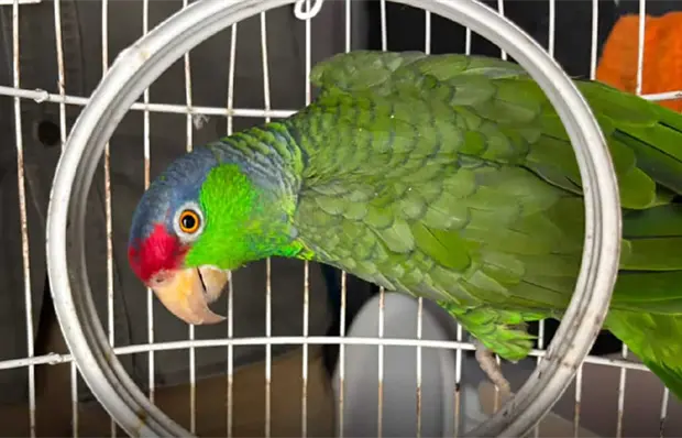 Asegura Profepa loros en peligro de extinción en SLP Asegura Profepa loros en peligro de extinción en SLP