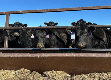 Trump permitir&aacute; importar carne libre de aranceles