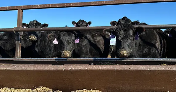 Trump permitirá importar carne libre de aranceles