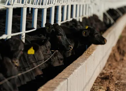 Ganaderos de Sonora se preparan para reanudar exportación a EU Ganaderos de Sonora se preparan para reanudar exportación a EU