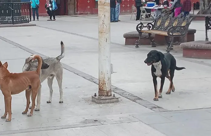 Jornada de esterilización canina en Lagunillas