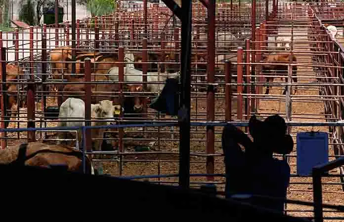 México reanuda venta de ganado
