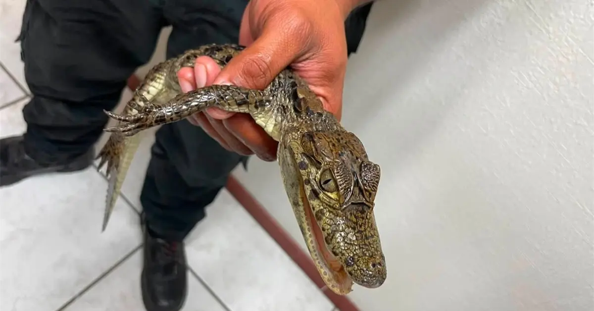 Aseguran cría de caimán que ofrecían ilegalmente en tianguis Aseguran cría de caimán que ofrecían ilegalmente en tianguis