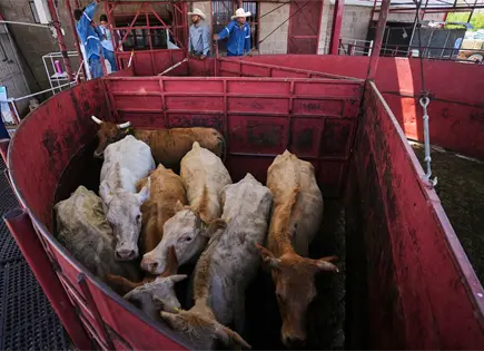 Economistas dudan que reanudación de compra de ganado mexicano reduzca precios