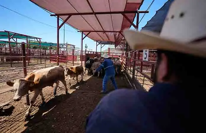 Gobierno y productores impulsan exportación de ganado en Sonora hacia EU