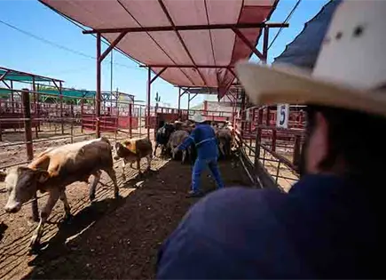 Gobierno y productores impulsan exportaci&oacute;n de ganado en Sonora hacia EU