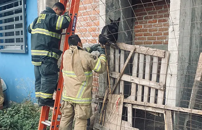 Los Bomberos rescatan a gato atrapado en reja