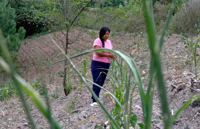 Maíz oaxaqueño, en riesgo por sequía