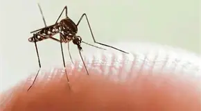 Segunda jornada de lucha contra el dengue