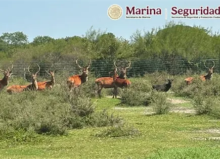 SEMAR asegura 135 animales ex&oacute;ticos en peligro en Tamaulipas