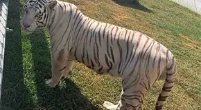 Hallan fauna ex&oacute;tica en cinco inmuebles