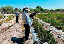 Cae 30% siembra de frijol en municipios del altiplano Cae 30% siembra de frijol en municipios del altiplano