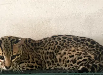 Profepa emite dictamen tras rescate de 135 animales en Tamaulipas Profepa emite dictamen tras rescate de 135 animales en Tamaulipas
