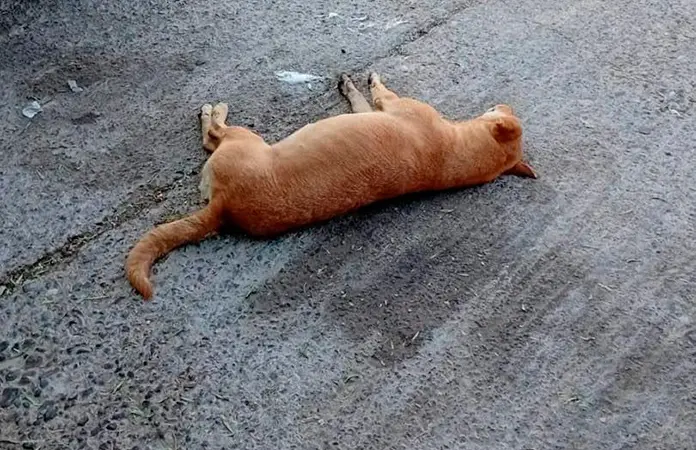 Envenenan varios perros en Charcas