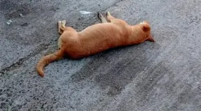 Envenenan varios perros en Charcas