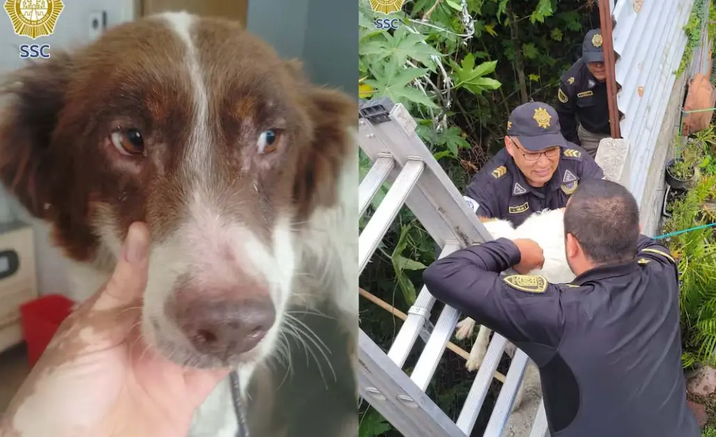 Rescatan a canina atrapada entre dos bardas en Tláhuac