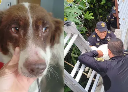 Rescatan a canina atrapada entre dos bardas en Tl&aacute;huac