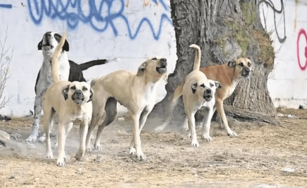 Ataque de perros deja un muerto y dos lesionados en Hidalgo
