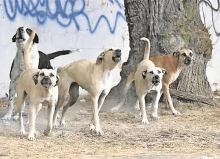 Ataque de perros deja un muerto y dos lesionados en Hidalgo Ataque de perros deja un muerto y dos lesionados en Hidalgo