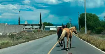 Caballos sueltos en carretera, un peligro