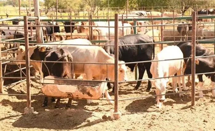 Gusano barrenador llega al norte de Sinaloa