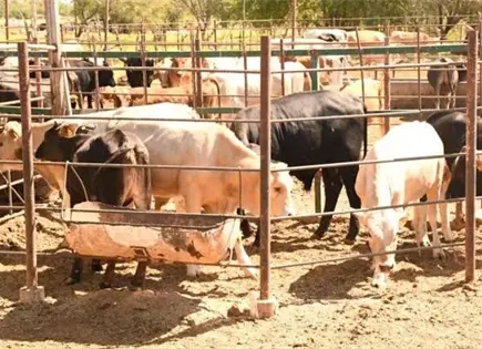 Gusano barrenador llega al norte de Sinaloa Gusano barrenador llega al norte de Sinaloa