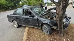 Joven estrella Tsuru en un árbol