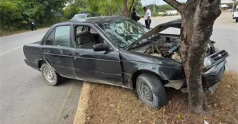 Joven estrella Tsuru en un &aacute;rbol