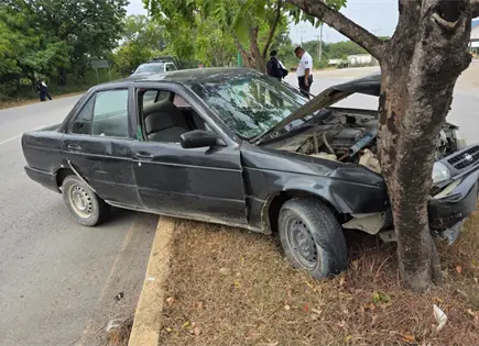 Joven estrella Tsuru en un &aacute;rbol