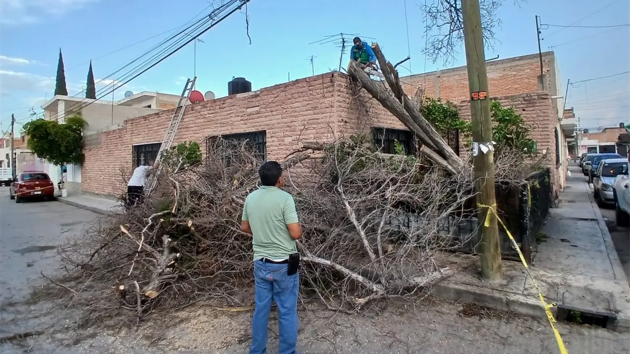 Video: Caída de árboles en varios puntos de SGS, saldo de lluvias