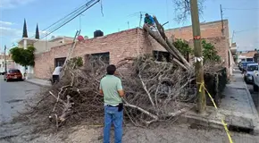 Video: Caída de árboles en varios puntos de SGS, saldo de lluvias Video: Caída de árboles en varios puntos de SGS, saldo de lluvias