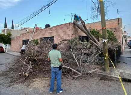 Video: Caída de árboles en varios puntos de SGS, saldo de lluvias Video: Caída de árboles en varios puntos de SGS, saldo de lluvias