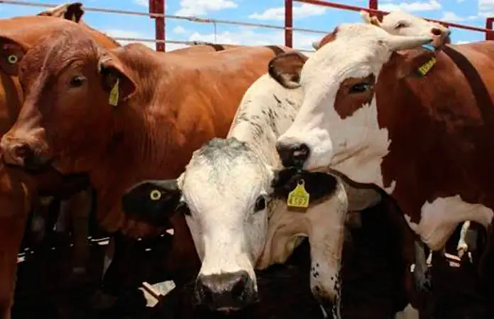 Reanuda Sonora la exportación de ganado a EU