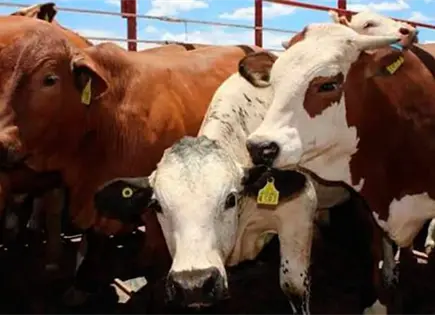 Reanuda Sonora la exportación de ganado a EU Reanuda Sonora la exportación de ganado a EU