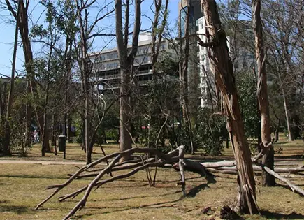 Autorizarían retiro de 30 árboles en Morales Autorizarían retiro de 30 árboles en Morales