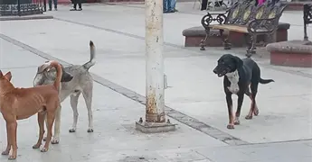 Demandan una razzia canina