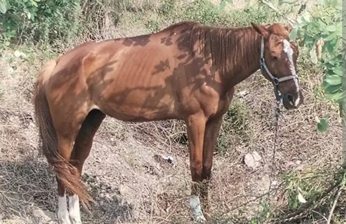 Persiste crueldad animal en zona urbana