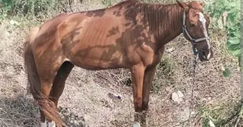Persiste crueldad animal en zona urbana