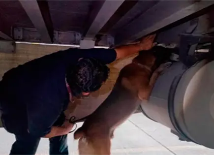 Agencia Nacional de Aduanas asegura 76 kilos de cocaína en Tijuana Agencia Nacional de Aduanas asegura 76 kilos de cocaína en Tijuana