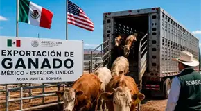 Reanuda Sonora exportación de ganado a EEUU Reanuda Sonora exportación de ganado a EEUU