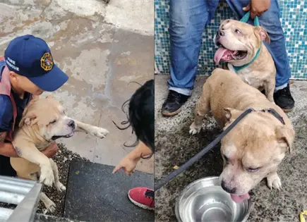Rescatan a siete perros de incendio en vivienda del puerto de Veracruz