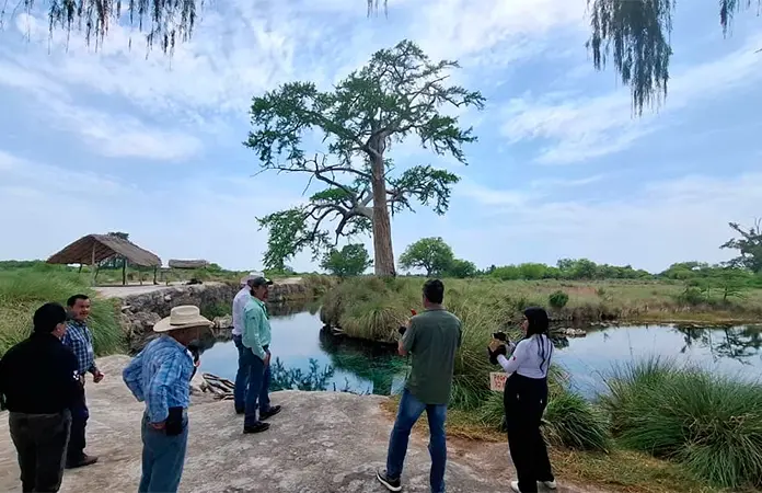 Protegerán el área de árboles milenarios