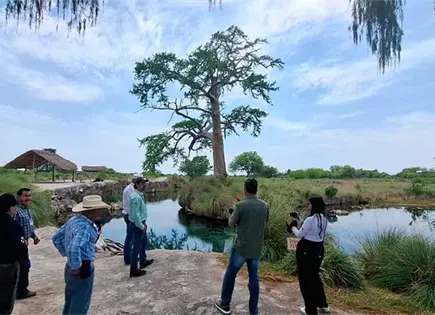 Protegerán el área de árboles milenarios Protegerán el área de árboles milenarios