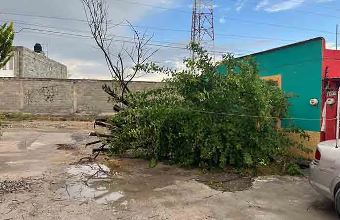 Ventarrón y lluvias tumban árboles