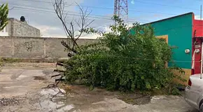 Ventarrón y lluvias tumban árboles