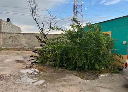 Ventarrón y lluvias tumban árboles Ventarrón y lluvias tumban árboles
